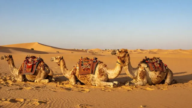 سفاري بالموتوسيكل الرباعي وعشاء بدوي — 4